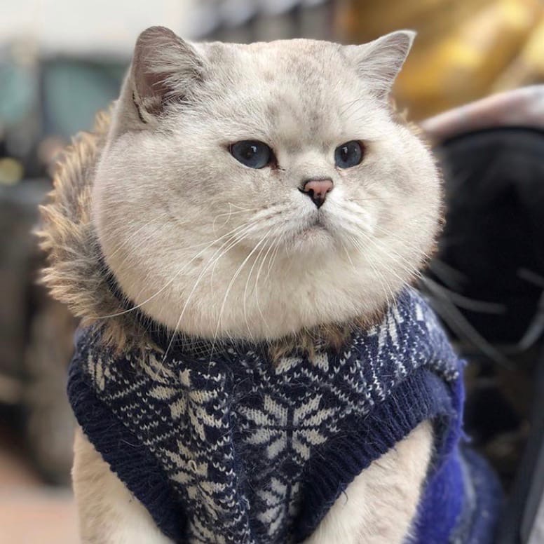 На прогулку - как на праздник