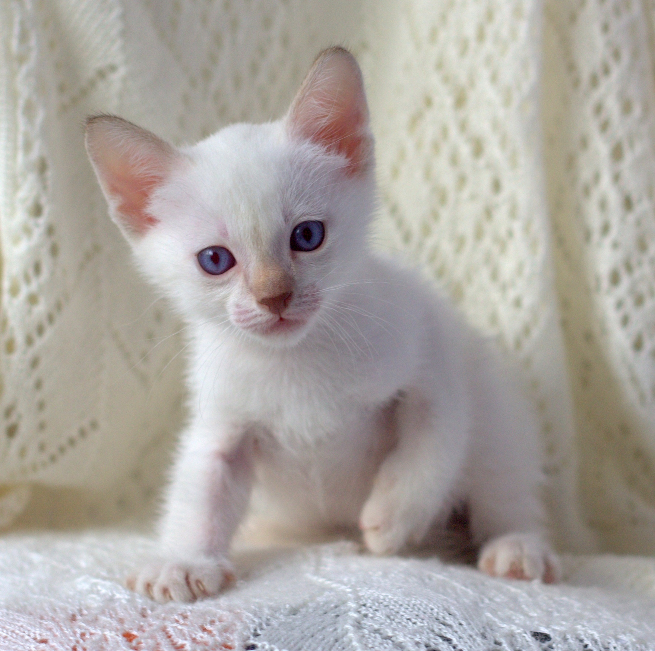 Сейчас как пойду и займусь чем - нибудь