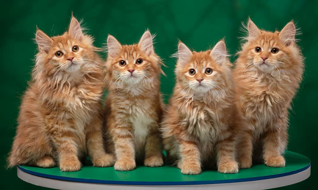 Четыре рыжих удальца