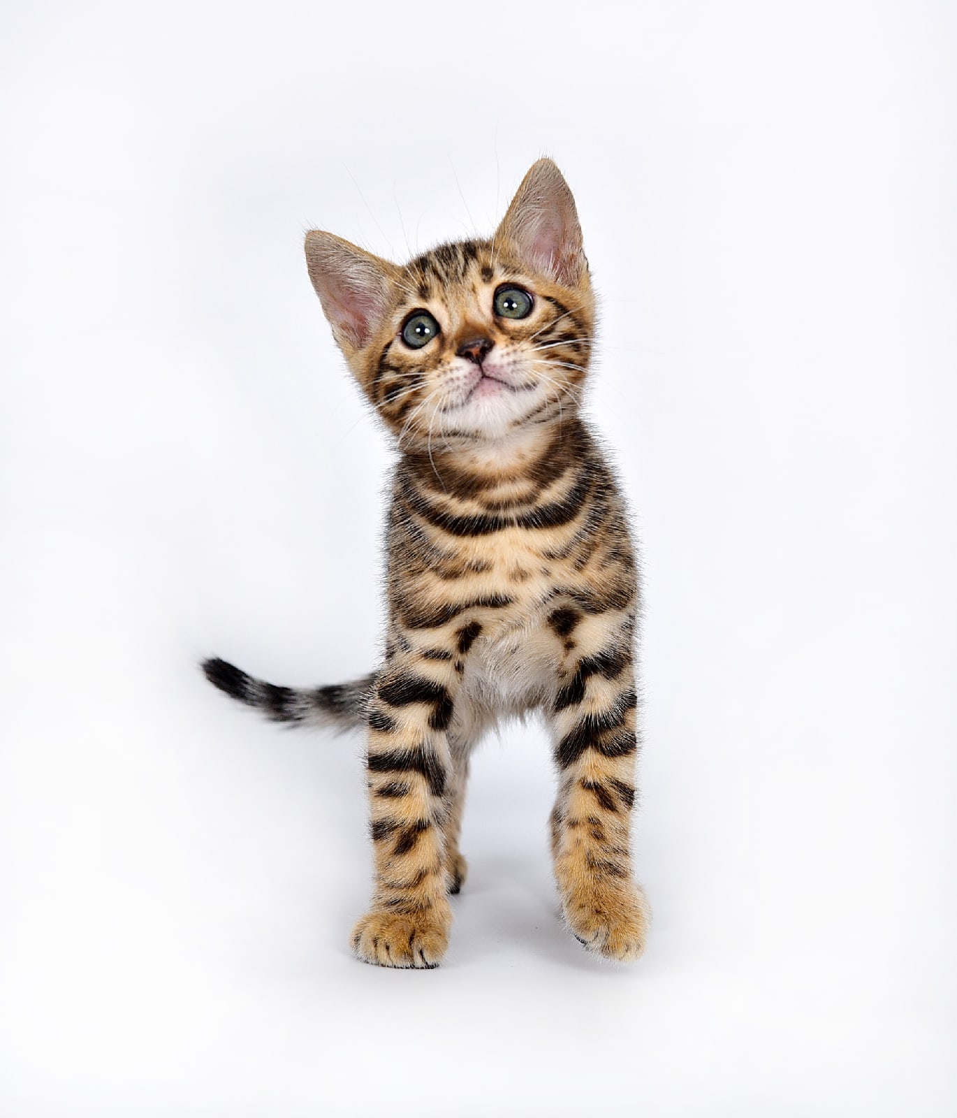 К зарядке - готов