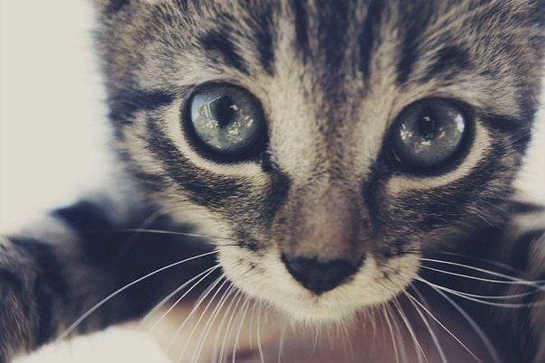 Сейчас дотянусь и обниму