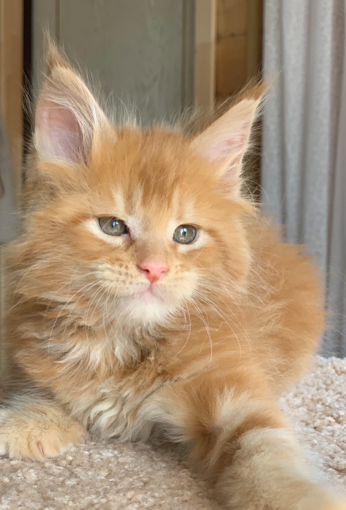 Я буду скучать, пока хозяева на работе