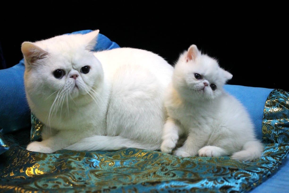 Пожалуйста не мешайте, мы с мамулей хотим отдохнуть