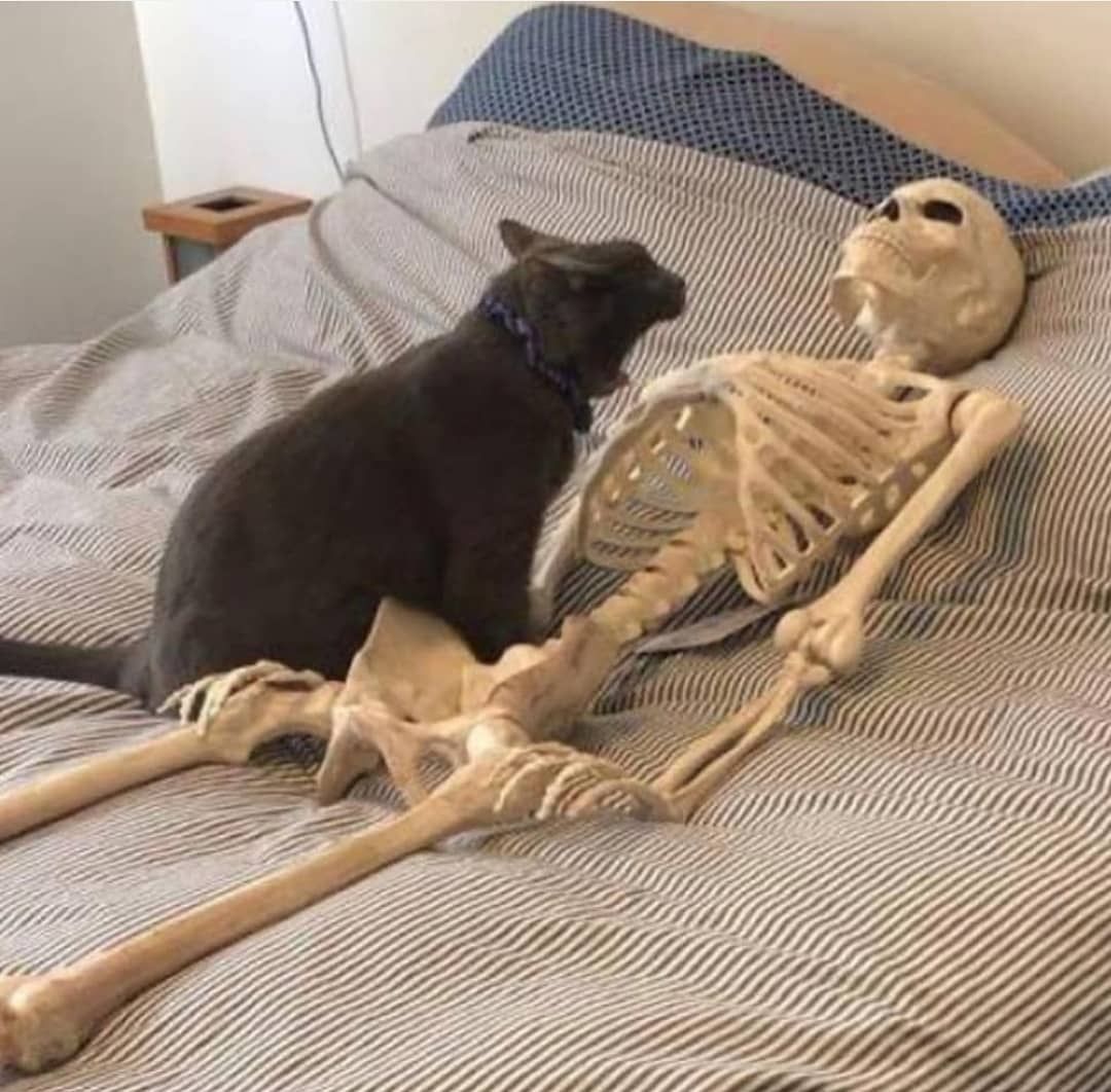 Хозяин, кто ж меня бедолагу теперь кормить будет