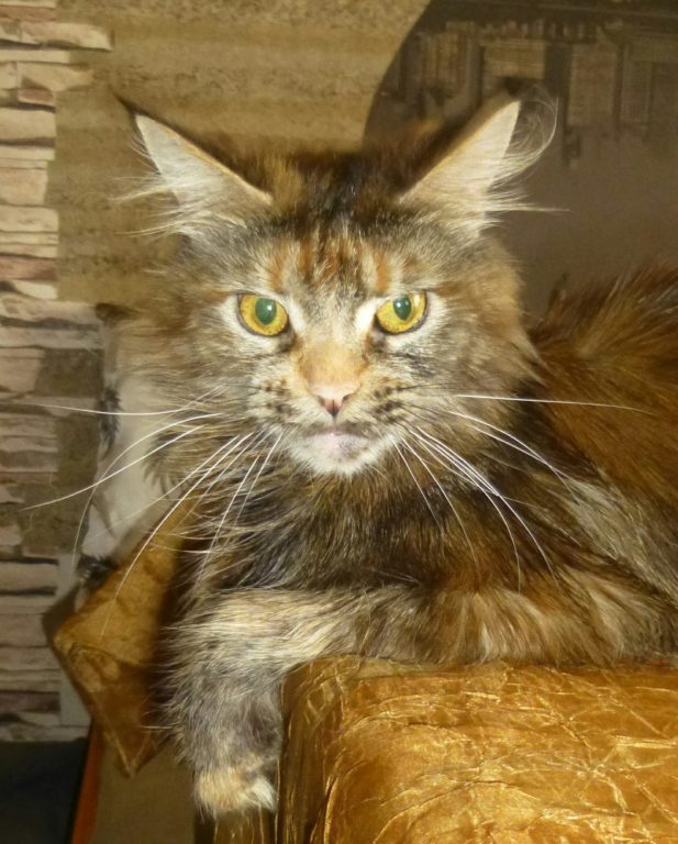 Как я зол, не уйдёте будет боль