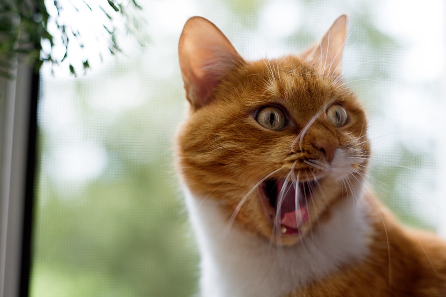 Окно закройте, пока меня не сдуло