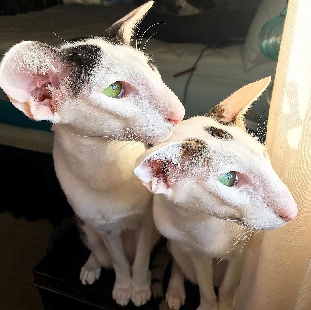 Кто это окном такой страшный, хоть бы нас не увидел