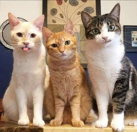 Любите нас такими, какие мы есть