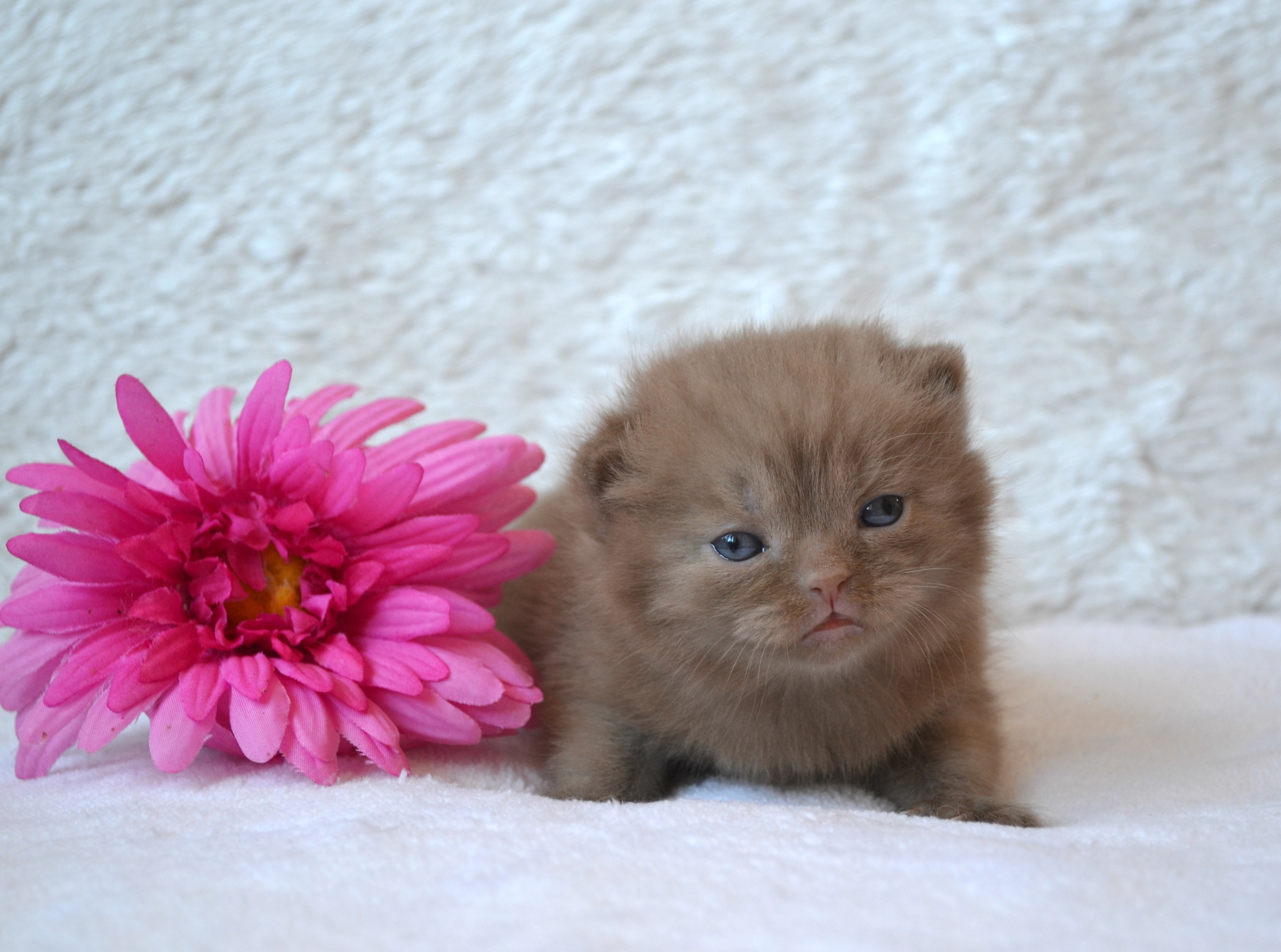 Цветочек пускай полежит, а меня возьмите на ручки