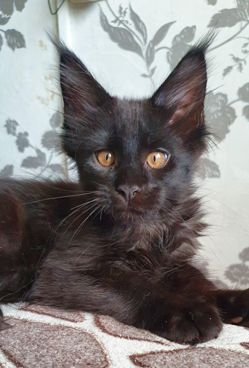 Парень быстрый на подъём, куда Вы, туда и он