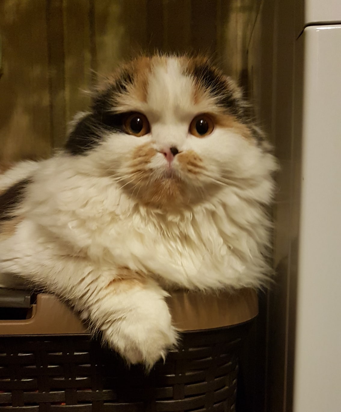 Пока хозяева спят, я сторожу холодильник