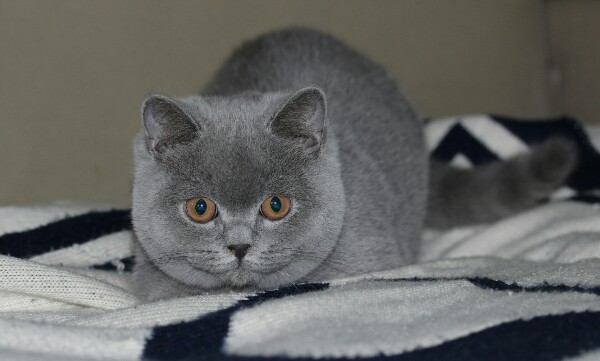 С приходом ночи, начинается охота на всё, что плохо лежит