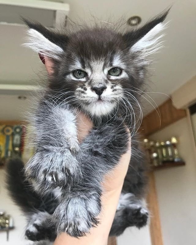 Я тащусь, когда меня нянчиют