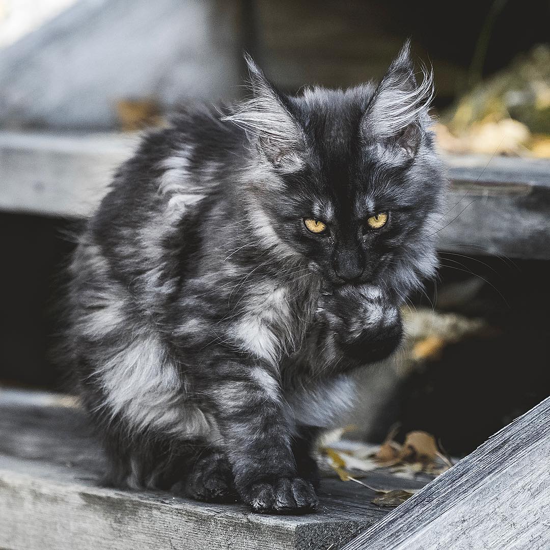 Лапку намываю, гостей зазываю