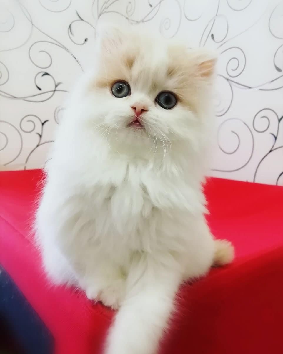 Вот здесь, присаживайтесь