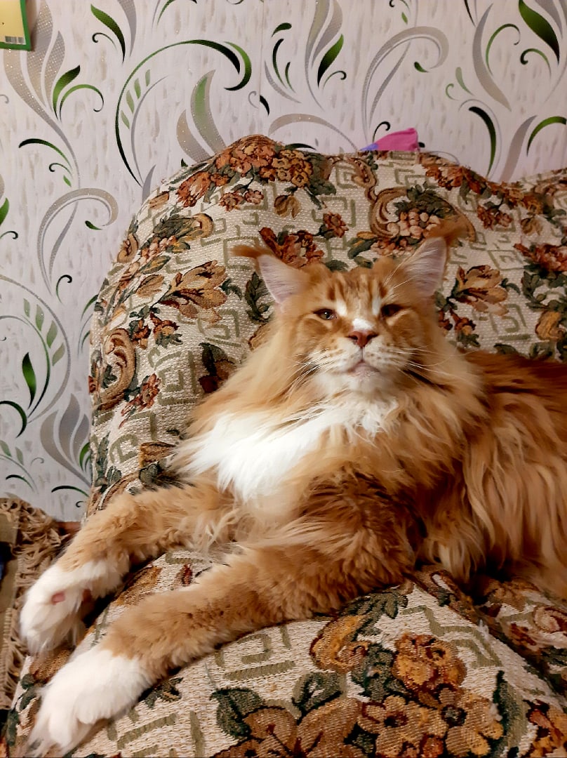 Обращайтесь ко мне просто - Царь