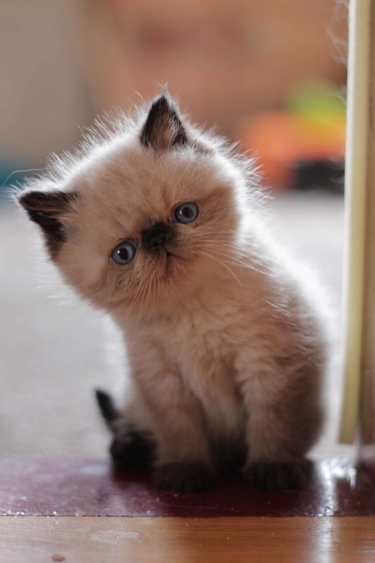 Кто это к нам пришёл