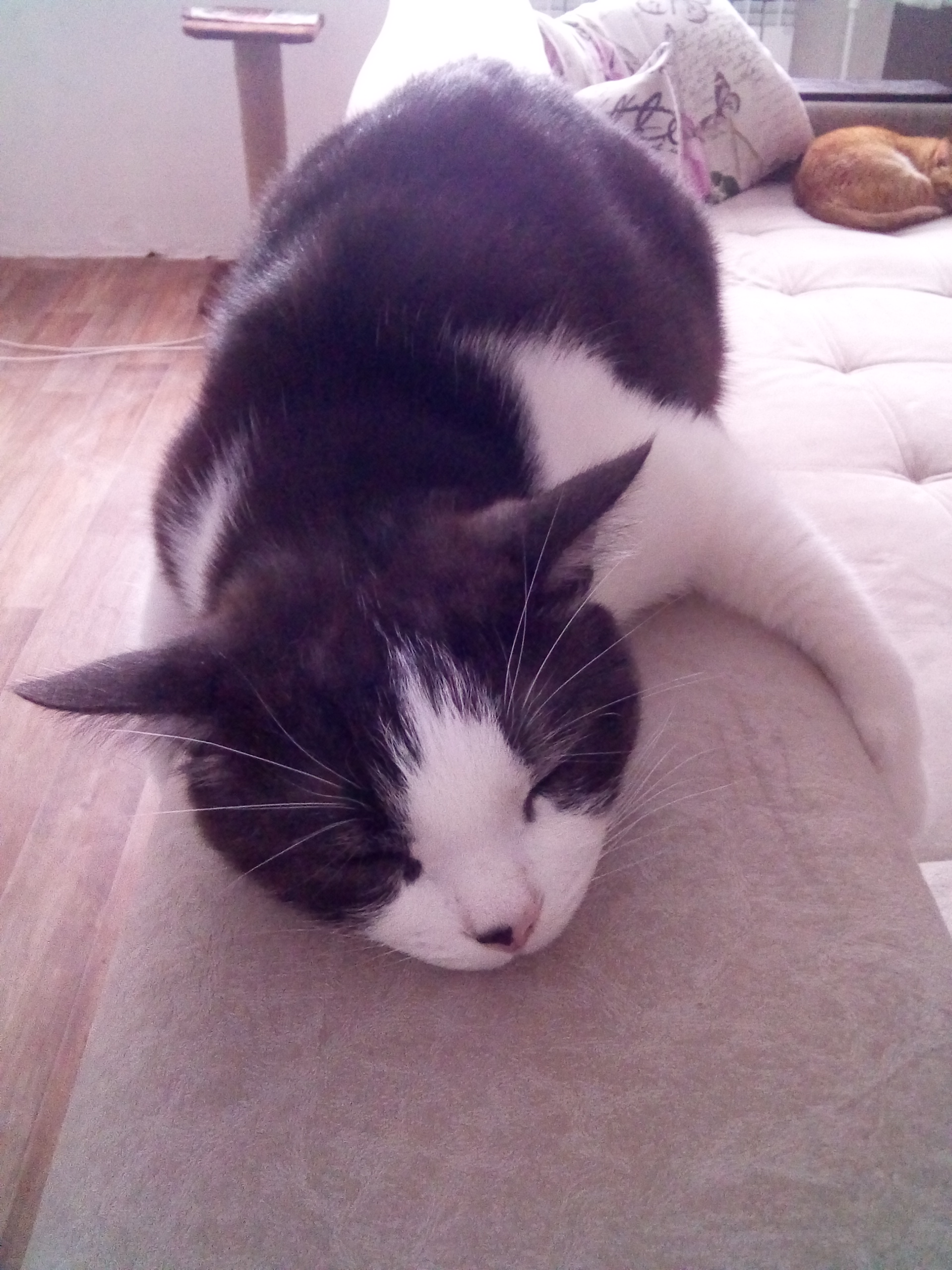 Кошки должны спать, а хозяева работать