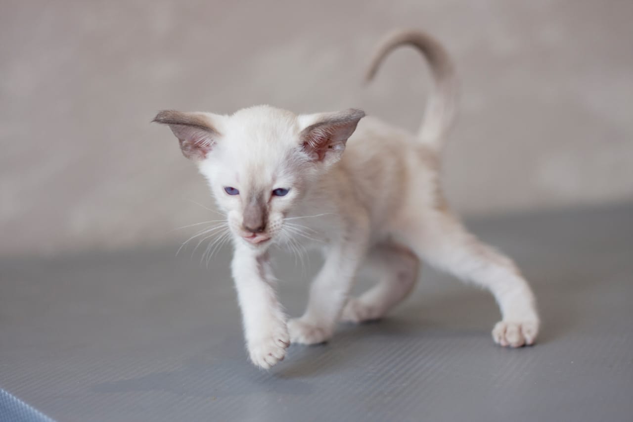 Без меня не начинайте, я уже бегу