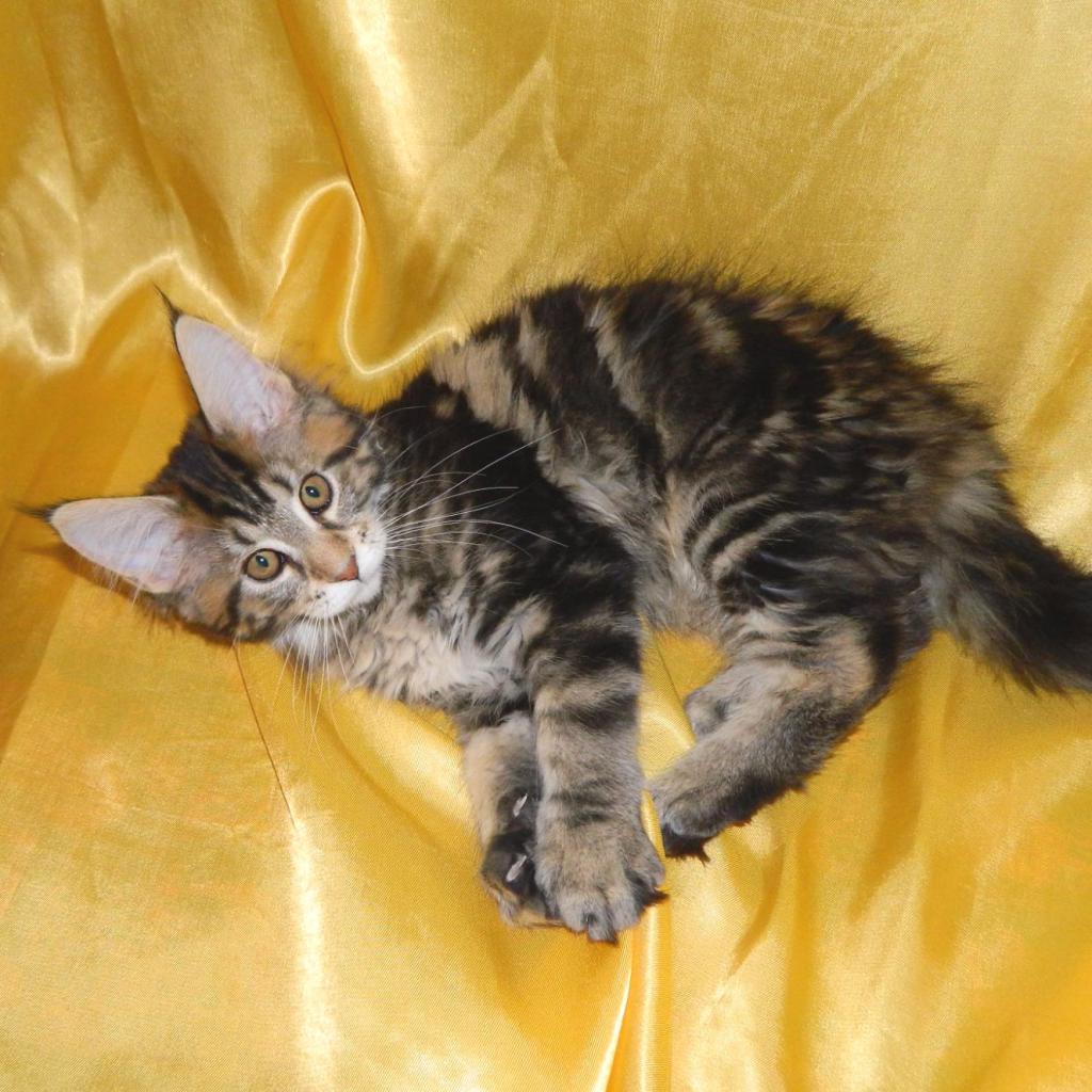 Так хочется поиграть, что лапки чешутся