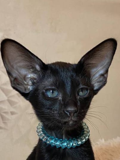 На свидание готова