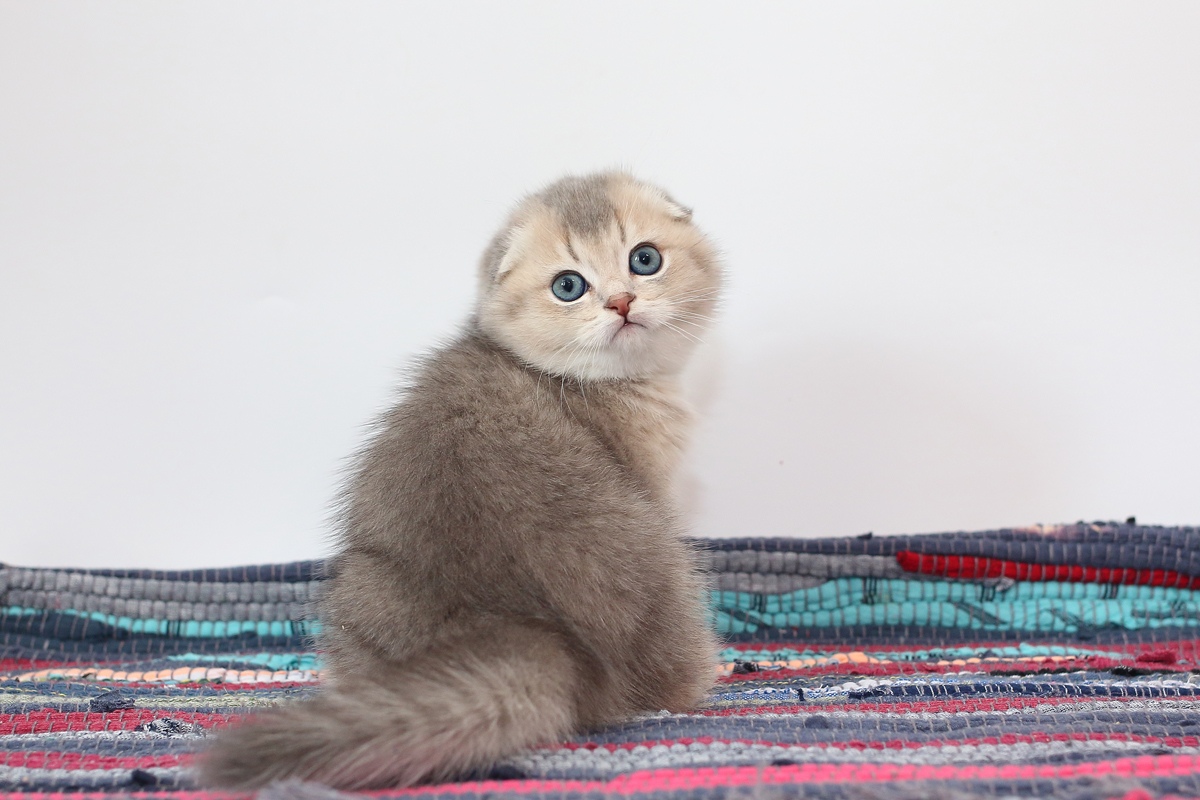 Кто это меня отвлекает от очень важных дел