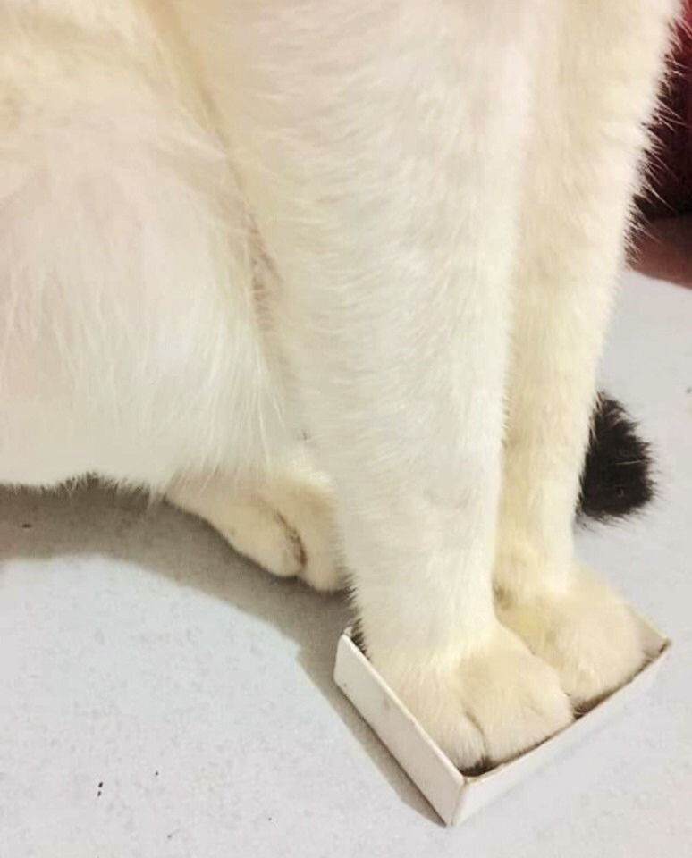 Кто сказал, что я не помещусь в эту коробочку