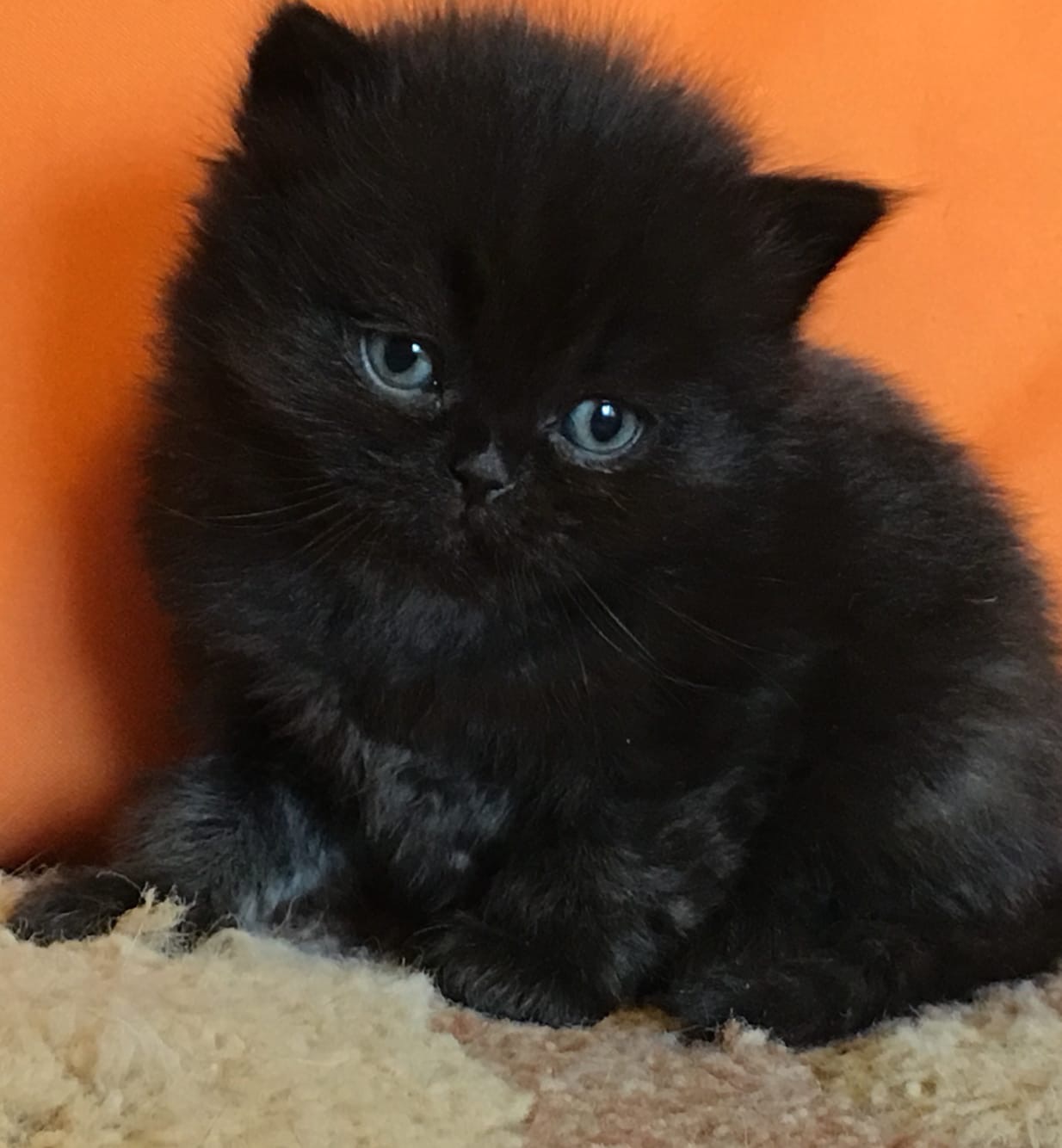 Я не медвежонок, я стеснительный котёнок