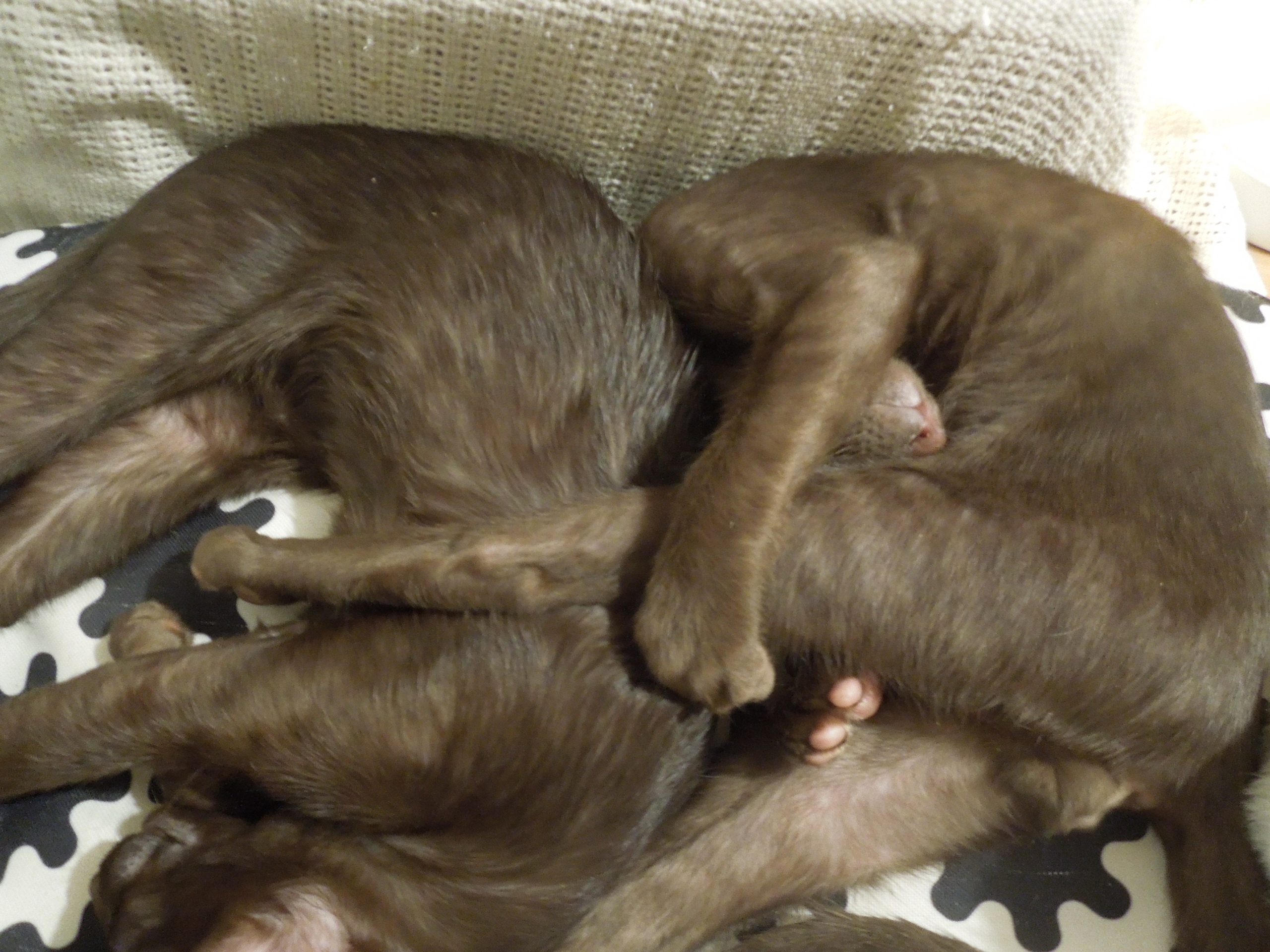 Уроки йоги во сне