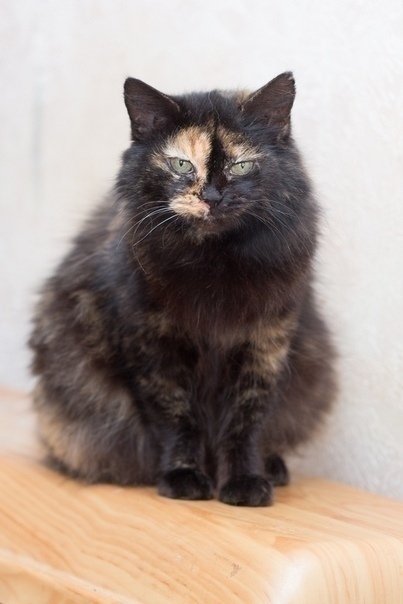 Хорошей кошки, должно быть - много