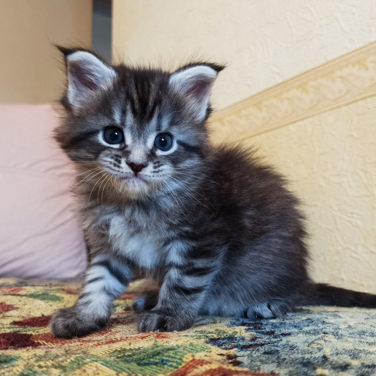 Я очень умненький, посмотрите в мои честные глазки