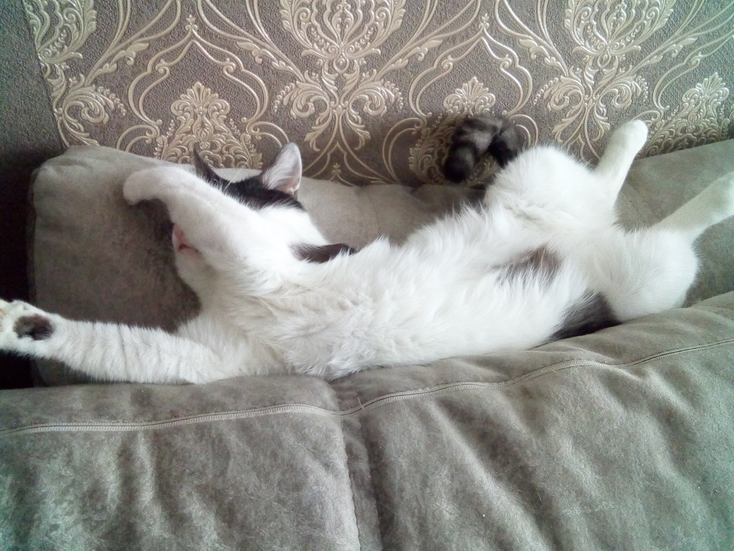 Тошик отдыхает