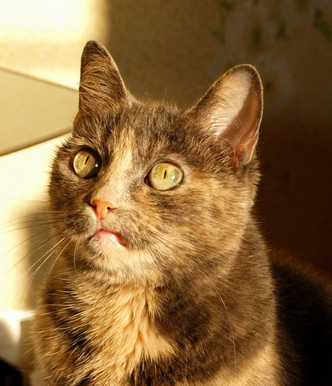 Светит солнышко с утра, значит нам вставать пора