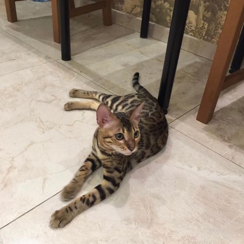 Хоть бы одну мышь завели для приличия, я бы её с кухни гонял