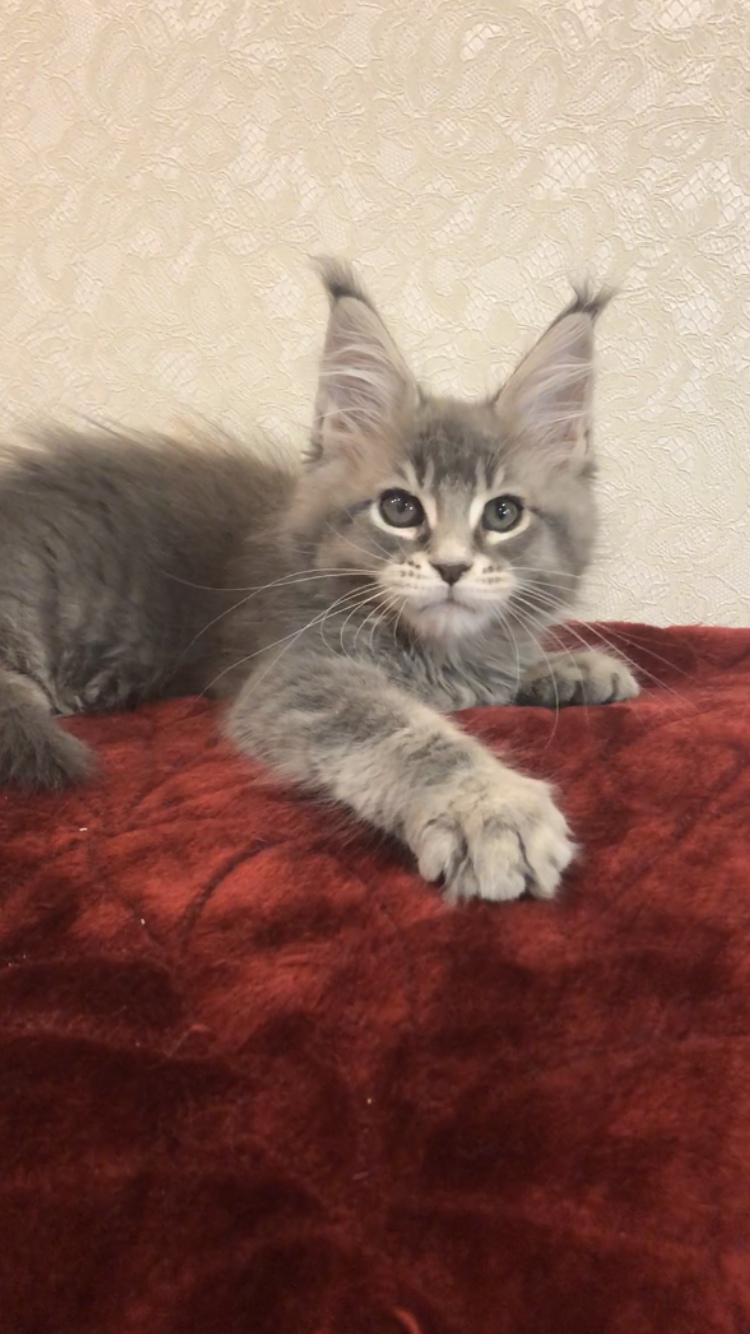 Маленький забияка