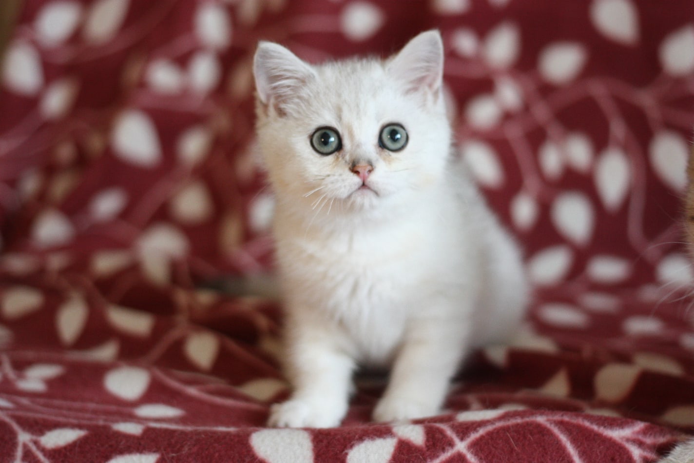 Маленькое сокровище