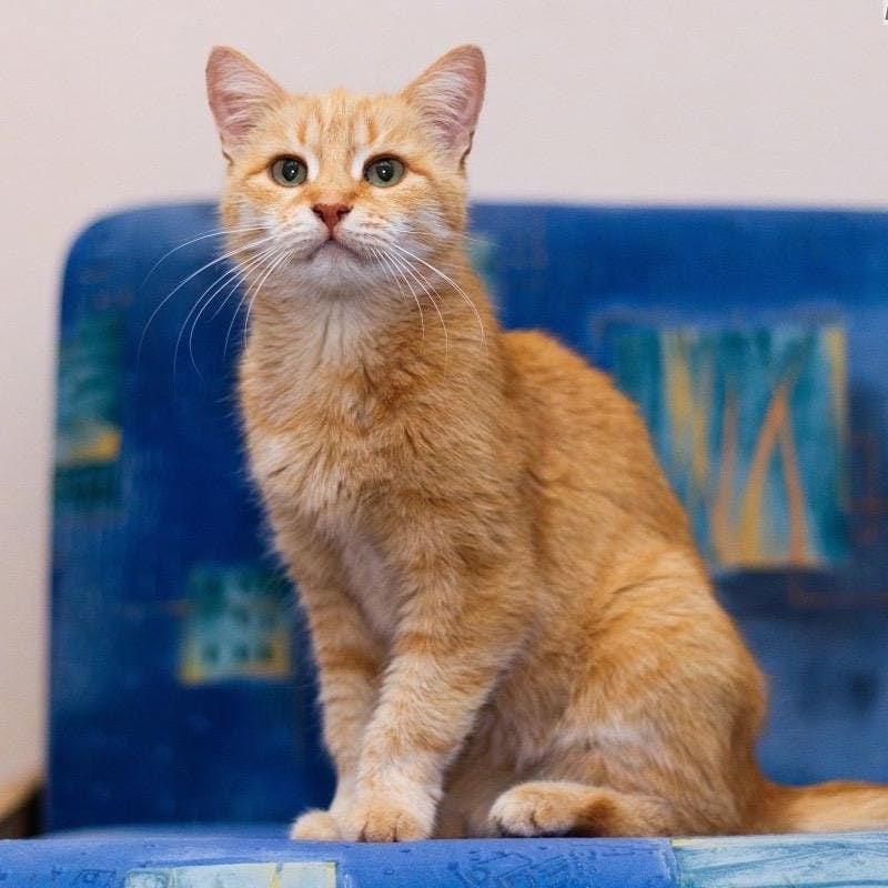 Хозяйка, возьми меня с собой