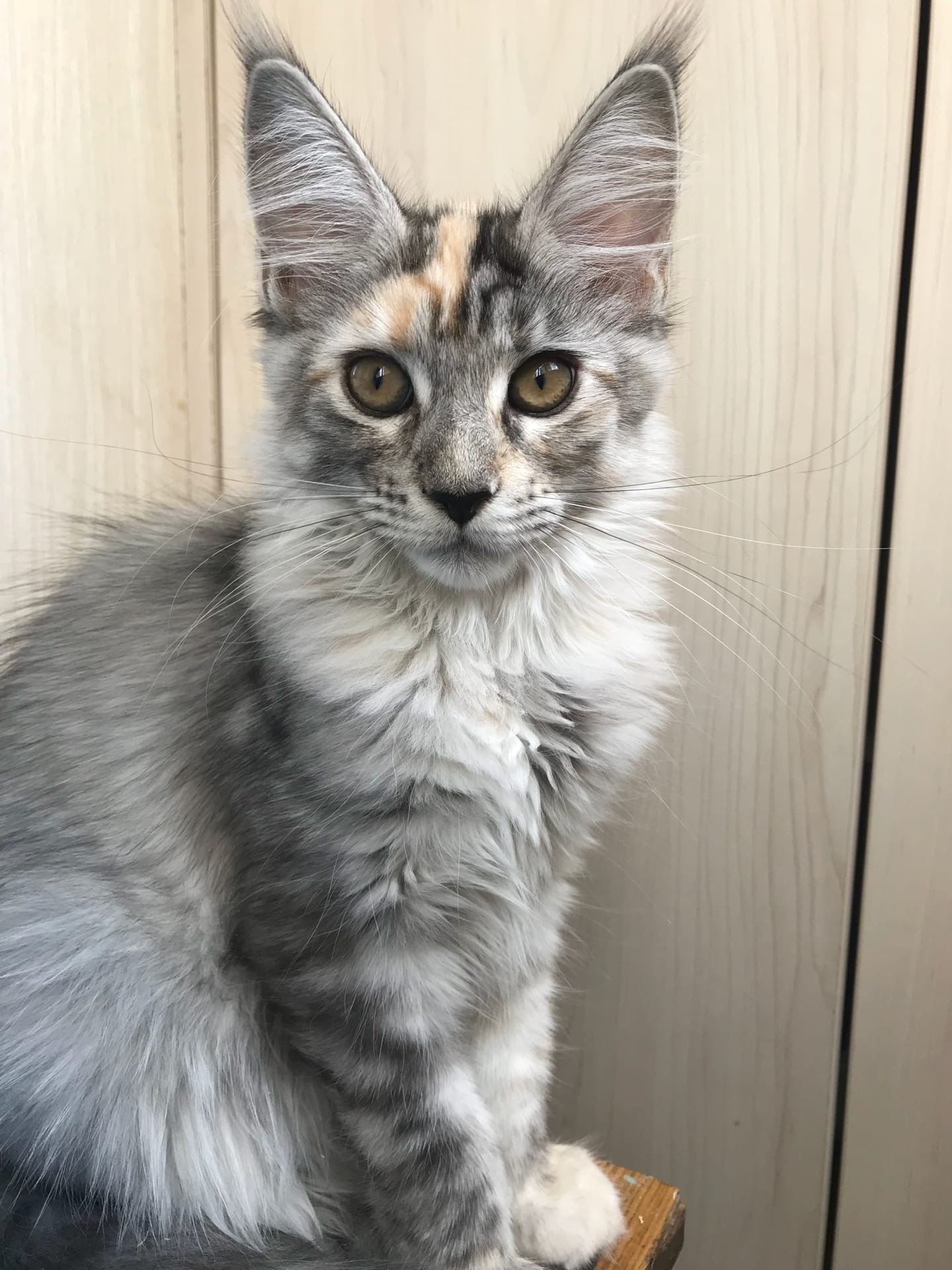 Девица - красавица, на столе сидела