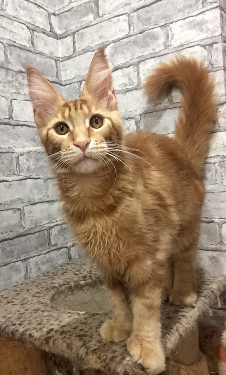 Вы куда, можно я с Вами