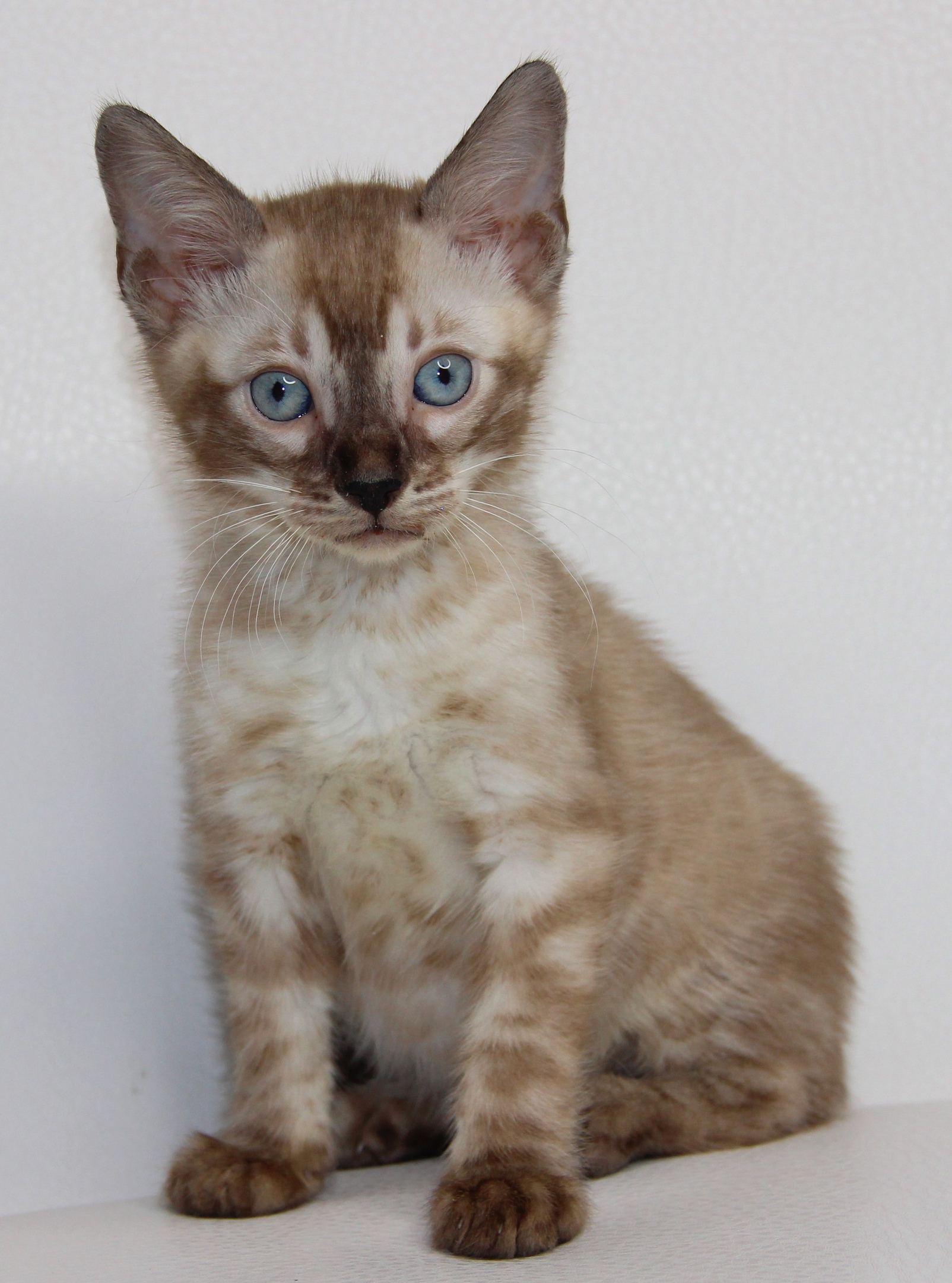 Милая девчушка