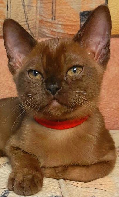 Я такая, загадочная