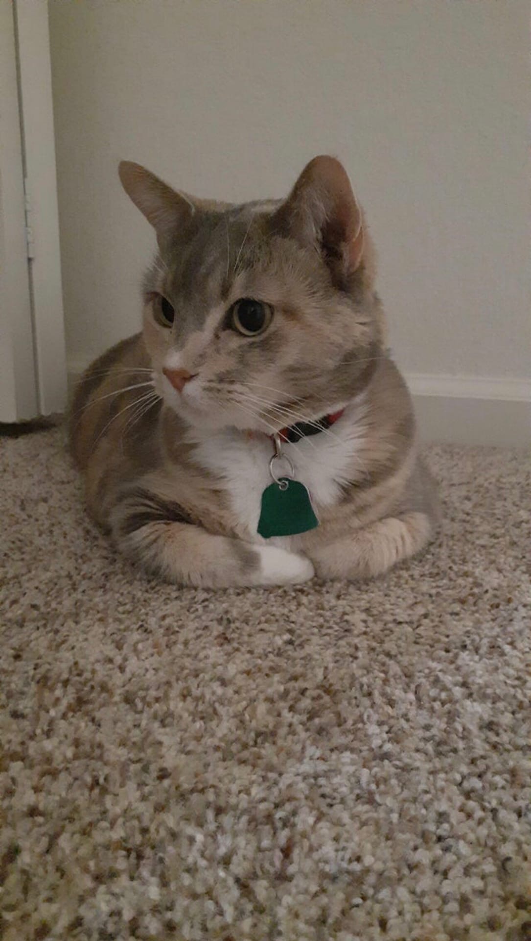 Налево пойду - хозяйка покормит, направо пойду - хозяин погладит