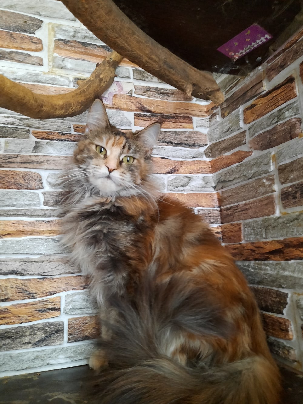 Хозяин, а эти рога на стене, они чьи