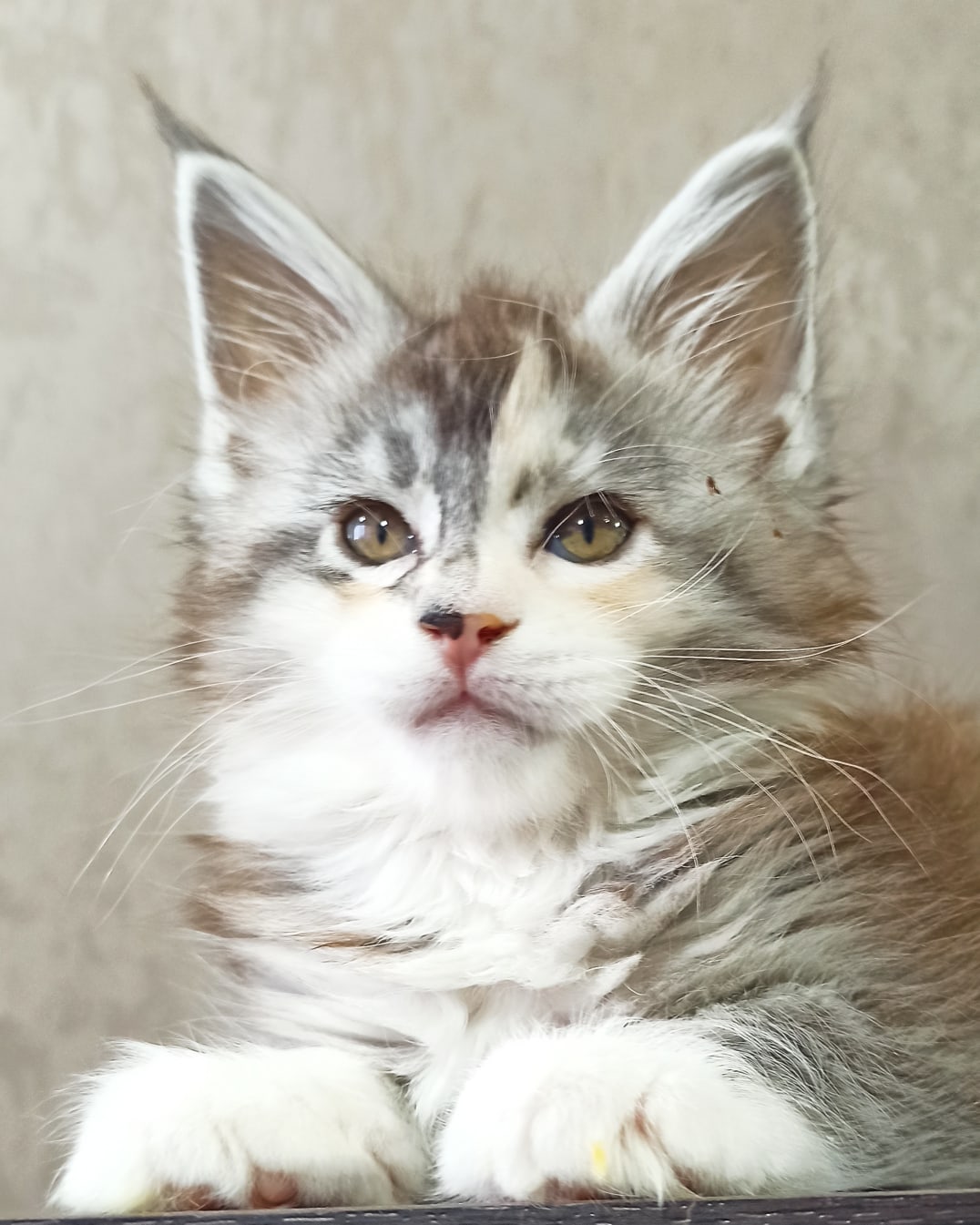 Грациозная принцесса