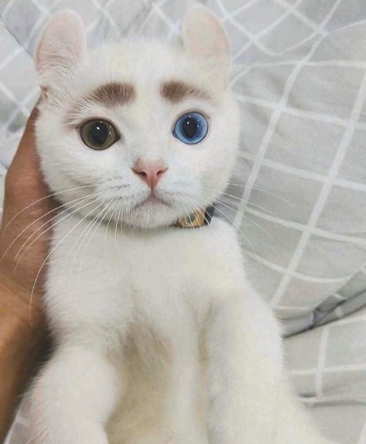 Я не крашеная, у меня всё натуральное