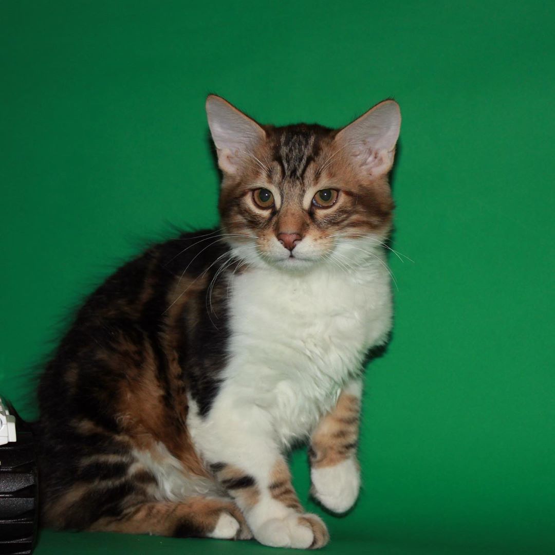 Я такая стеснительная, так сами догадывайтесь, что мне надо