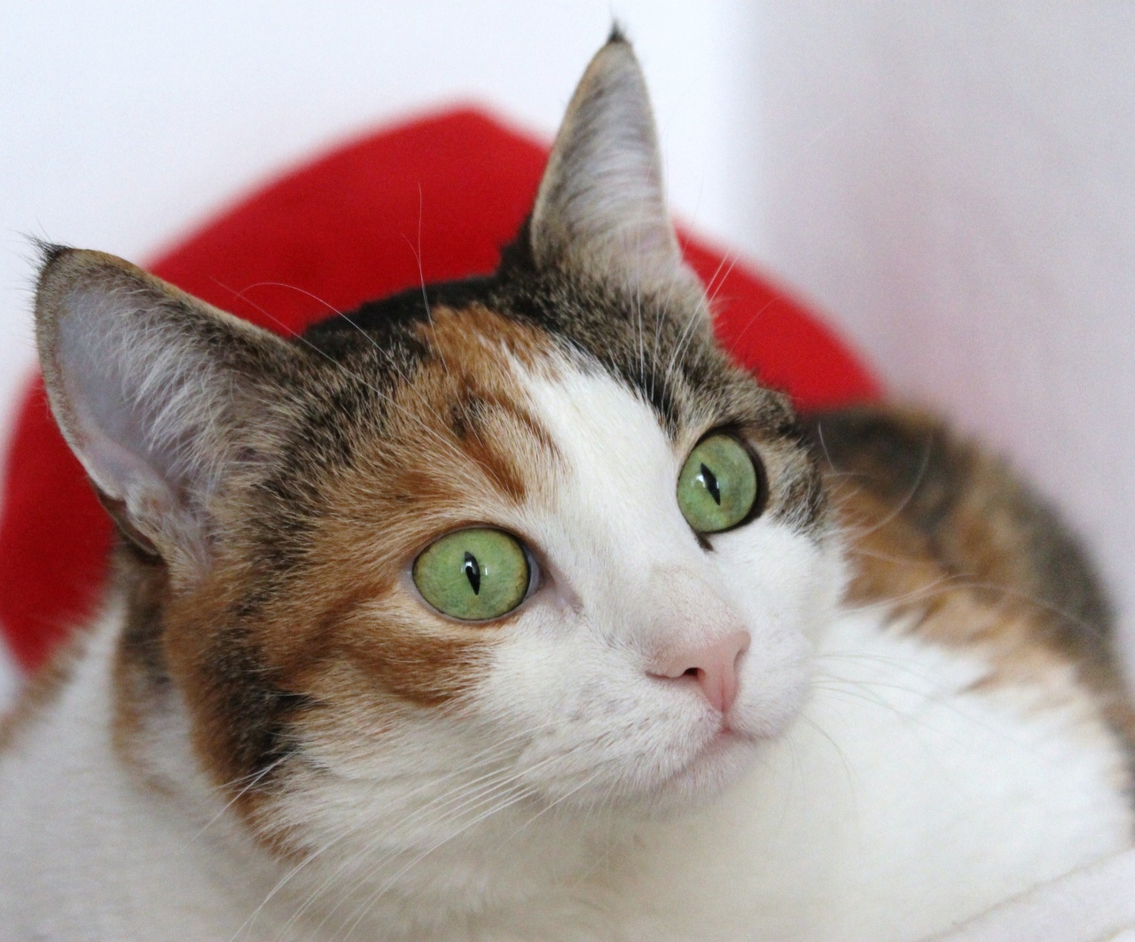 Кажется, хозяева хотят завести ещё одну кисулю