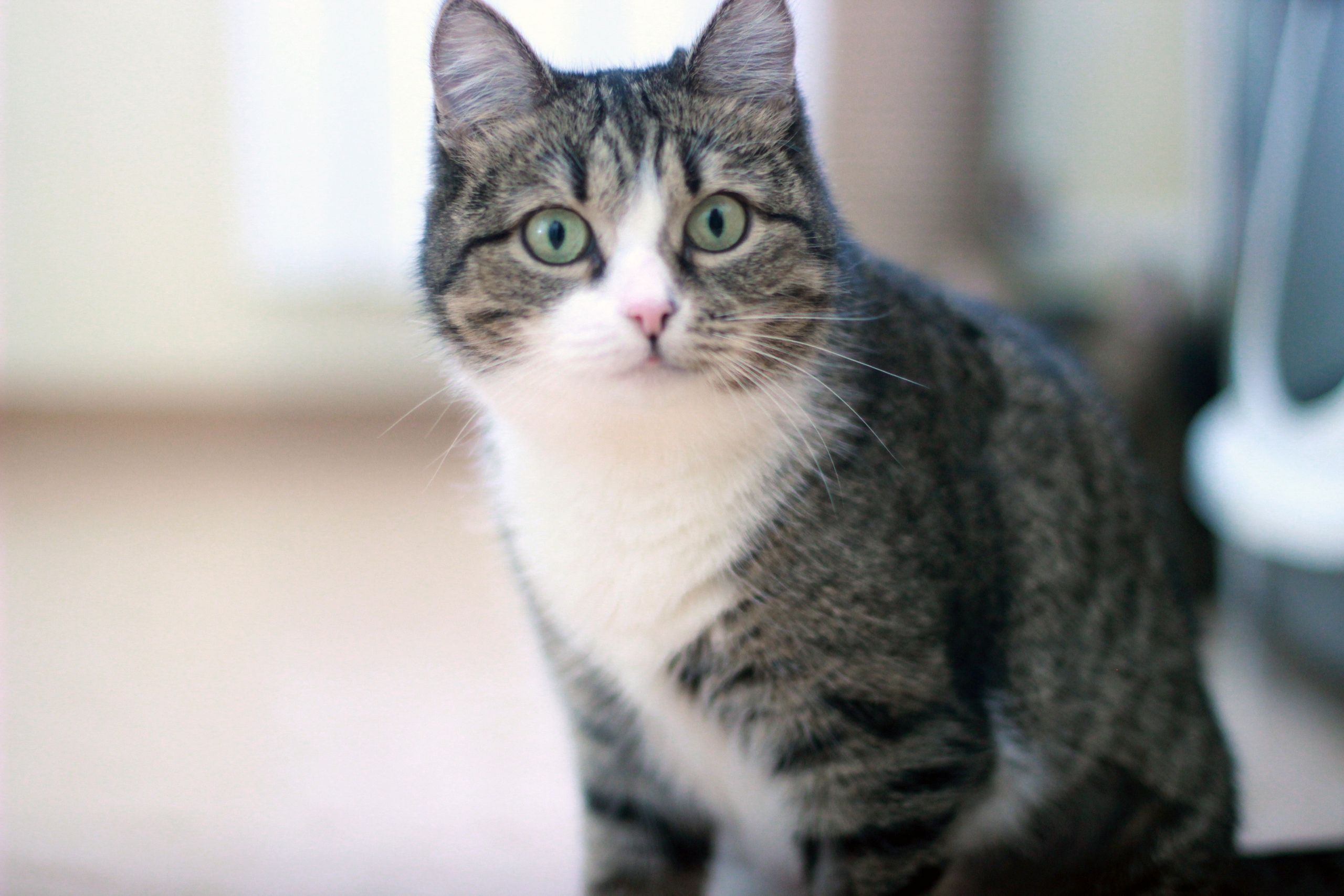 Хозяева пришли из магазина, надо идти пакеты проверять