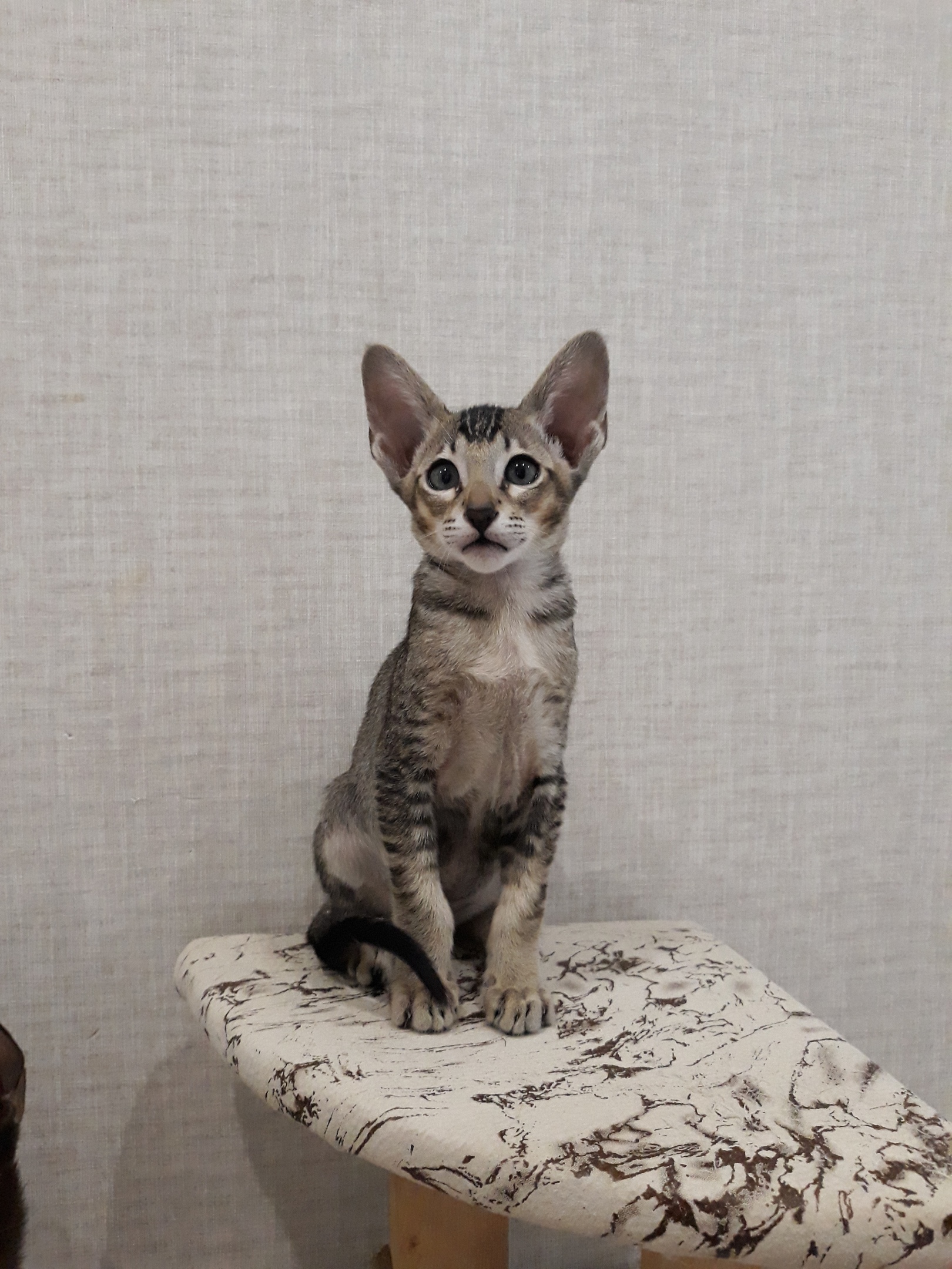 Я отличный компаньон