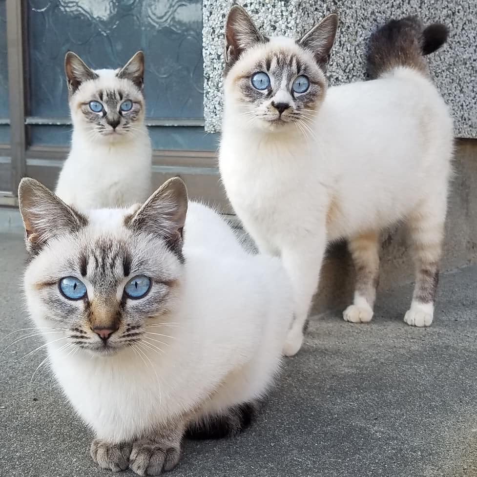 Когда же, наши хозяева с работы придут